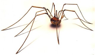 The Hidden Danger of Daddy Long Legs